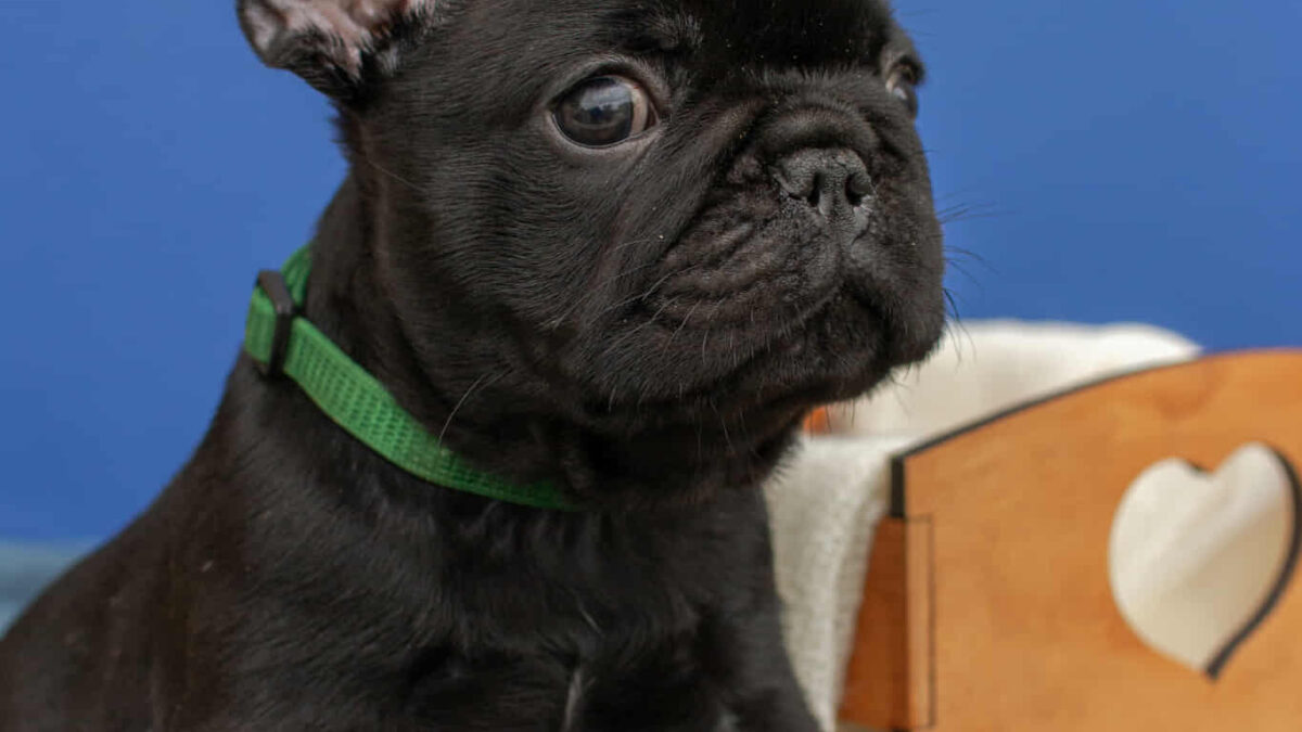 Brindle Blue Nose French Bulldog Price Fawn Mini Frenchie Puppies - Main Image