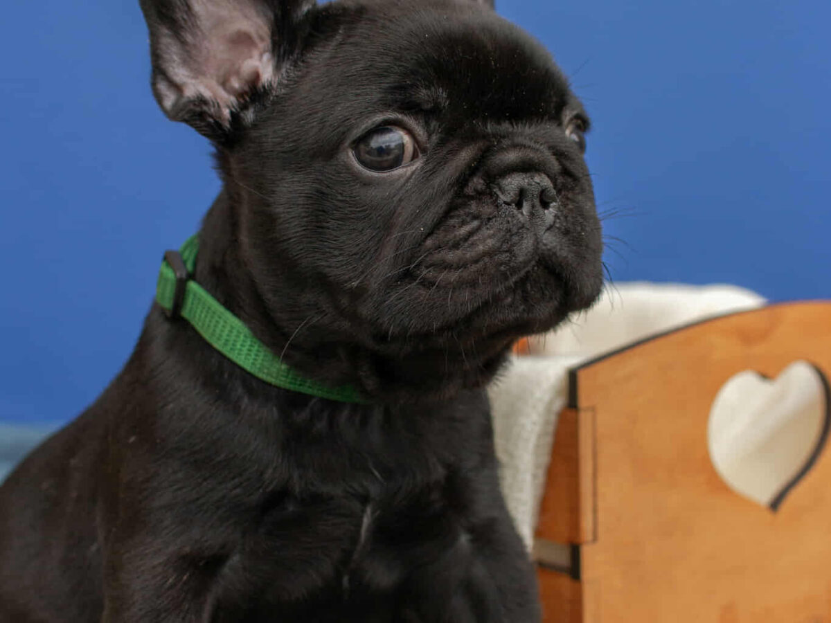 Labrador Retriever I Want A French Bulldog Different Kinds Of
