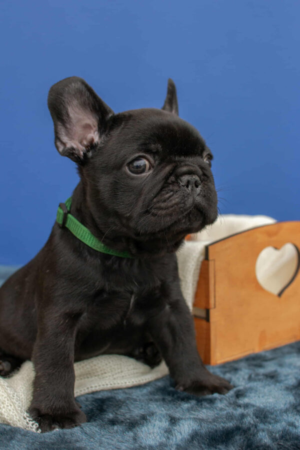 Nicolas French Bulldog