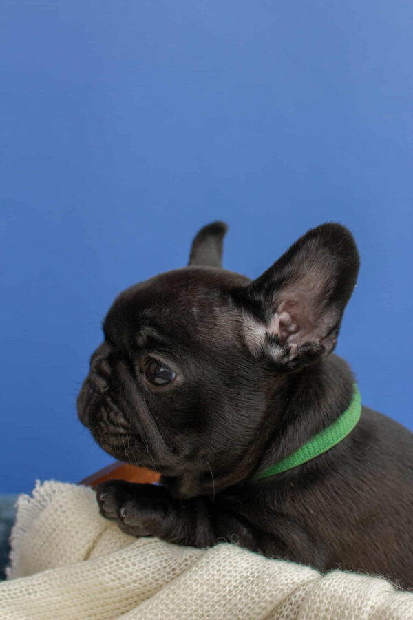 Nicolas French Bulldog