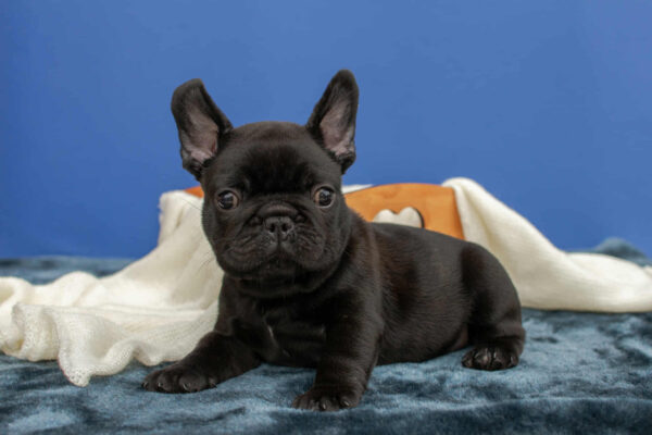 Nicolas French Bulldog