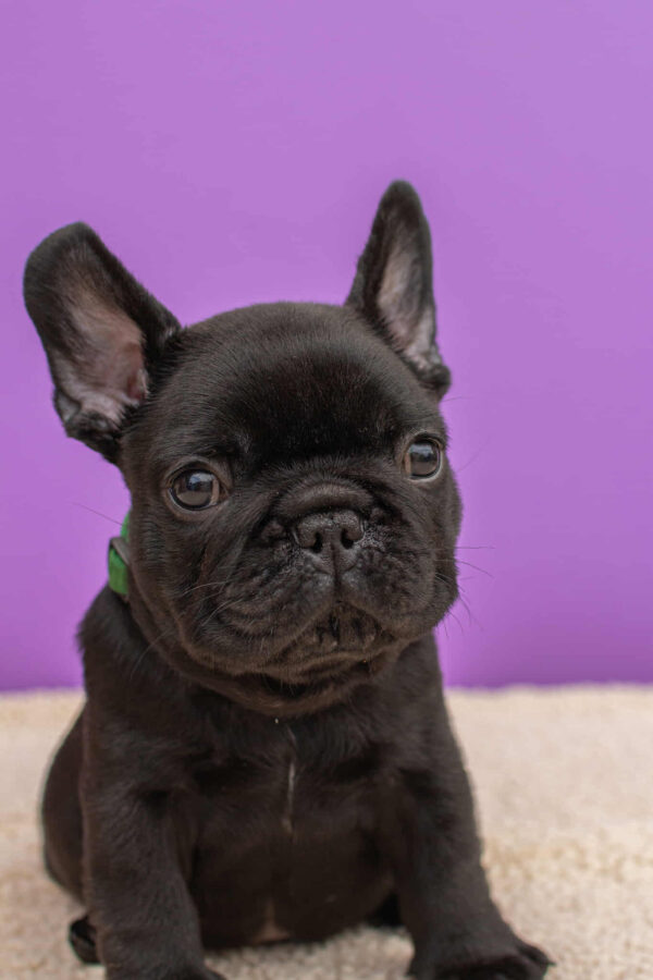Nicolas French Bulldog