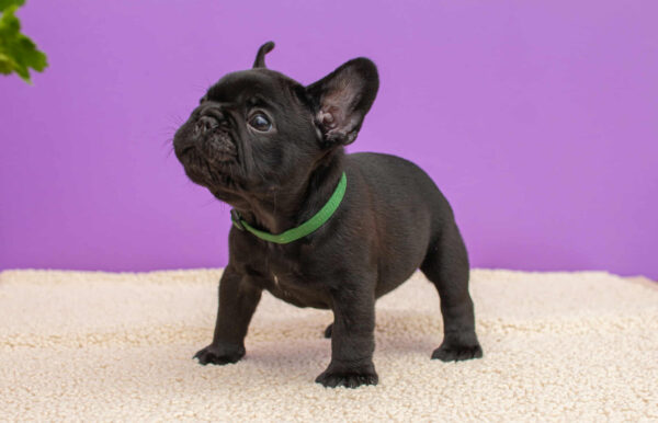 Nicolas French Bulldog