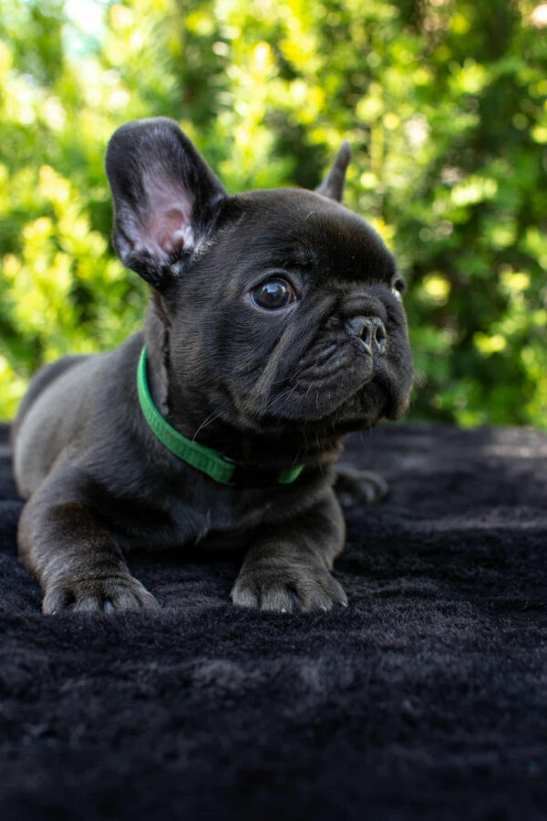 Nicolas French Bulldog