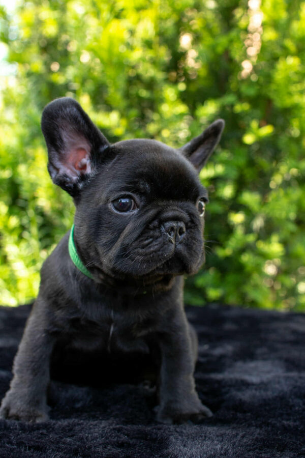 Nicolas French Bulldog