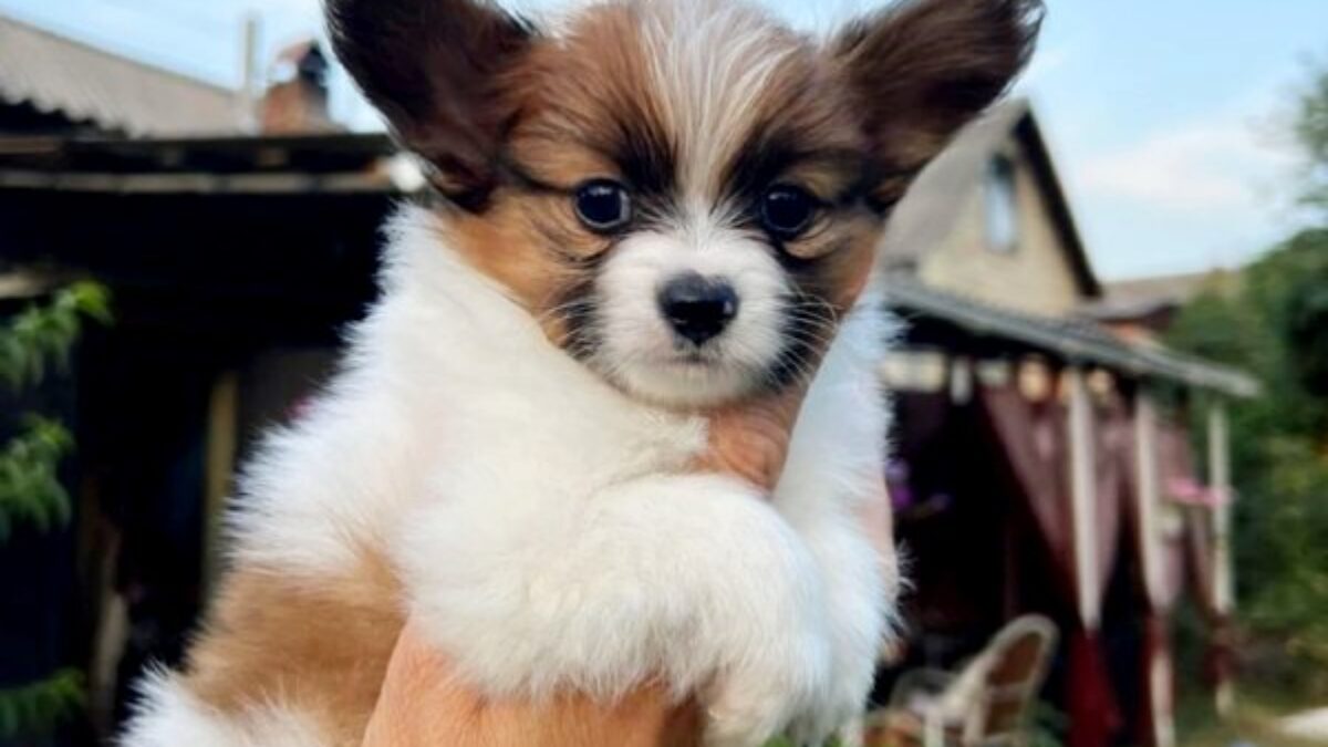 Newborn Neapolitan Mastiff English Mastiff Puppies Papillon Dogs