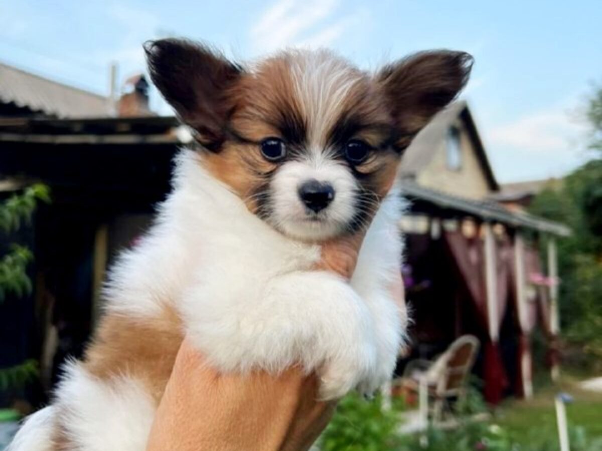 Puli Pumi Dogs 101 Papillon Dogs And Puppies For Sale