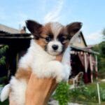 Nile-male-Papillon-puppy-for-sale-3