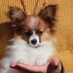 Nile-male-UPD-puppy-for-sale-1