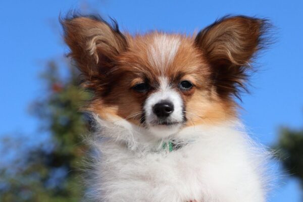 Nile Papillon Nile Papillon