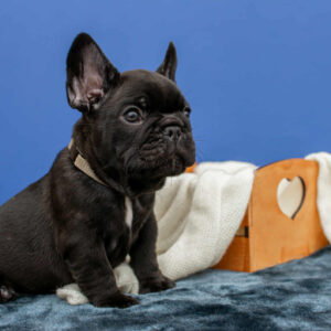 Nill French Bulldog