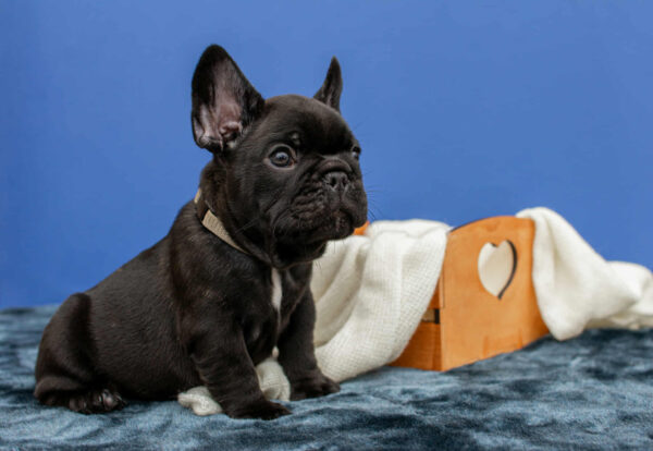 Nill French Bulldog