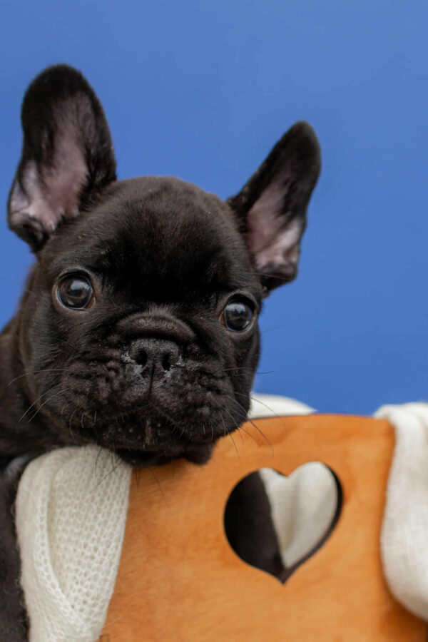 Nill French Bulldog