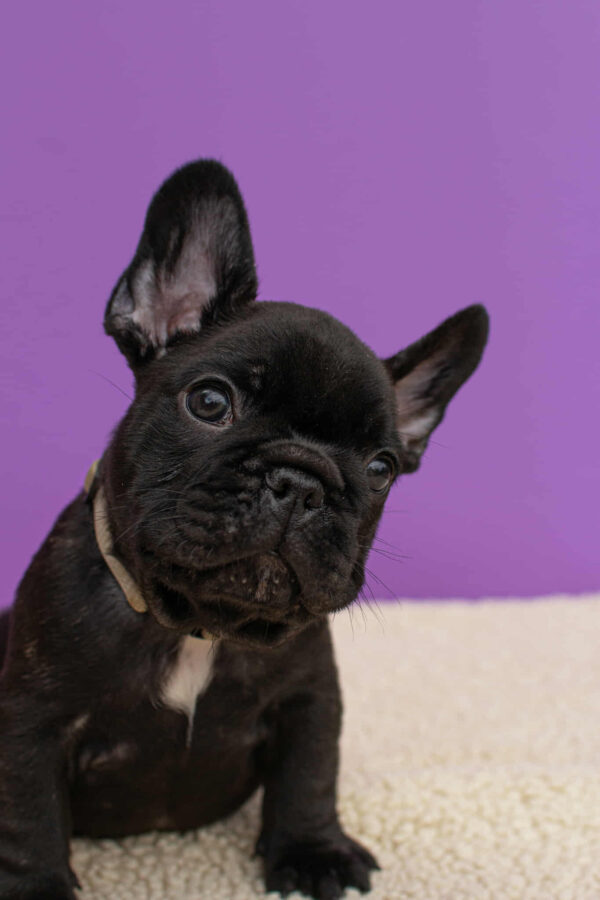 Nill French Bulldog