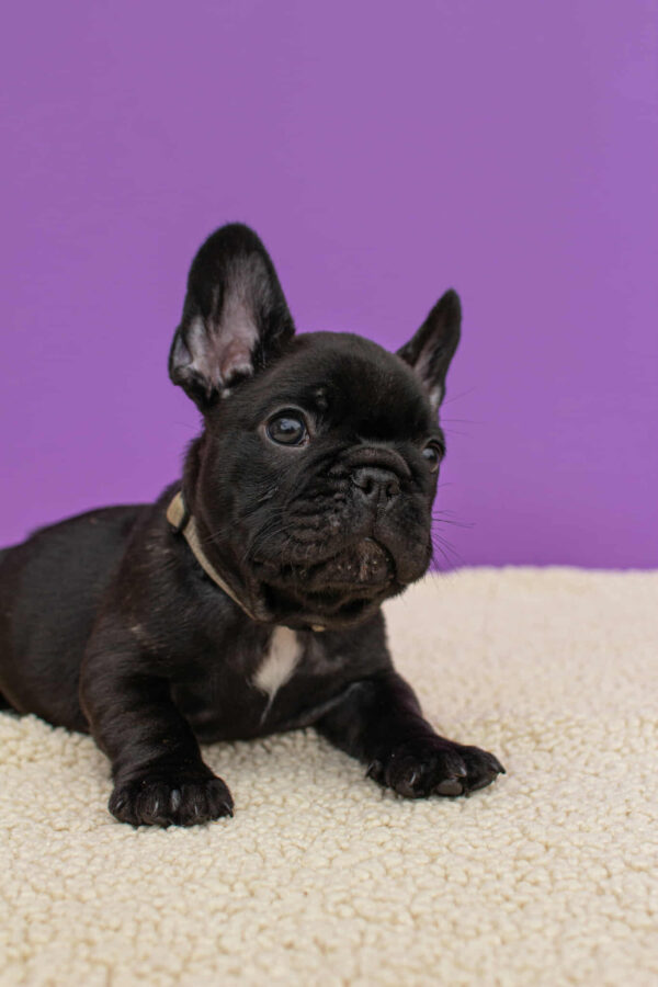 Nill French Bulldog