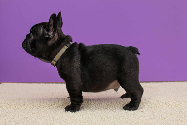 Nill French Bulldog