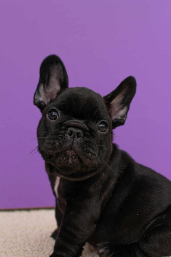 Nill French Bulldog