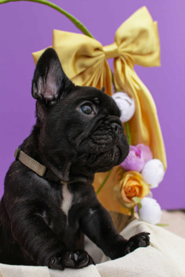 Nill French Bulldog
