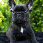 Nicolas French Bulldog
