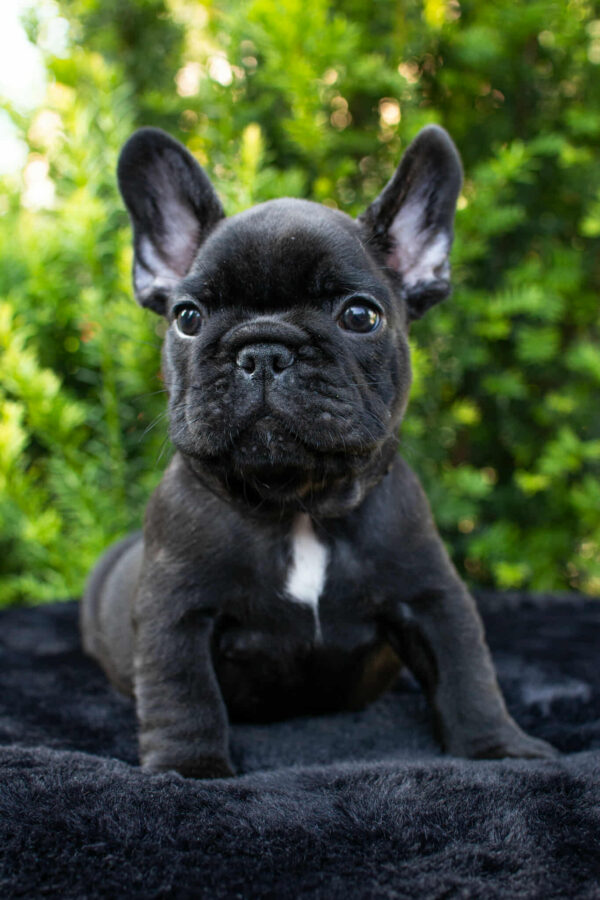 Nill French Bulldog