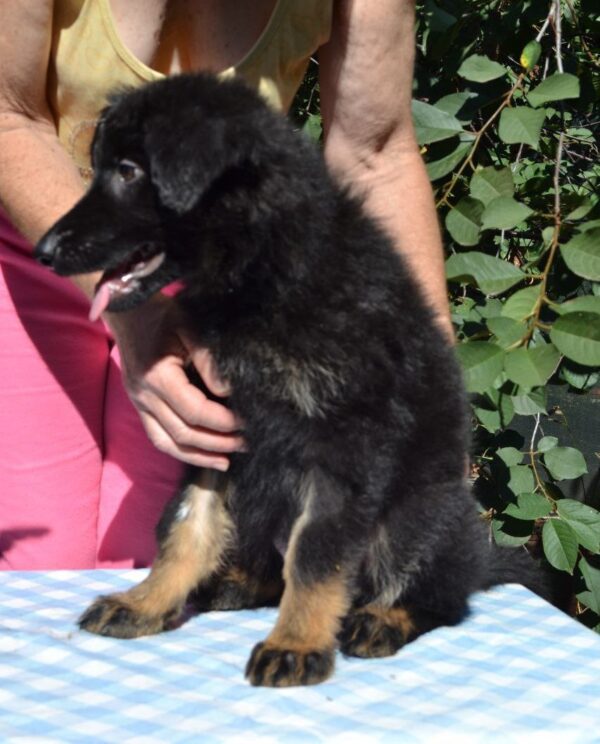 Nirra German Shepherd
