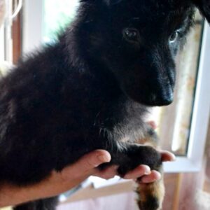 Nirra German Shepherd