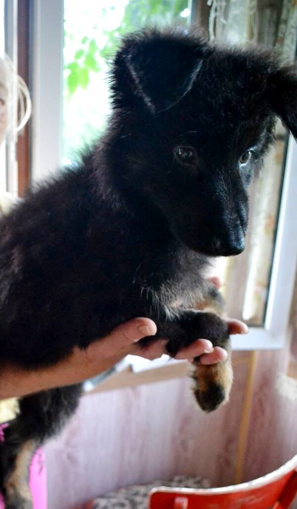 Nirra German Shepherd