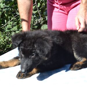 Nirra German Shepherd