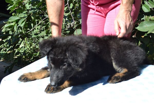 Nirra German Shepherd