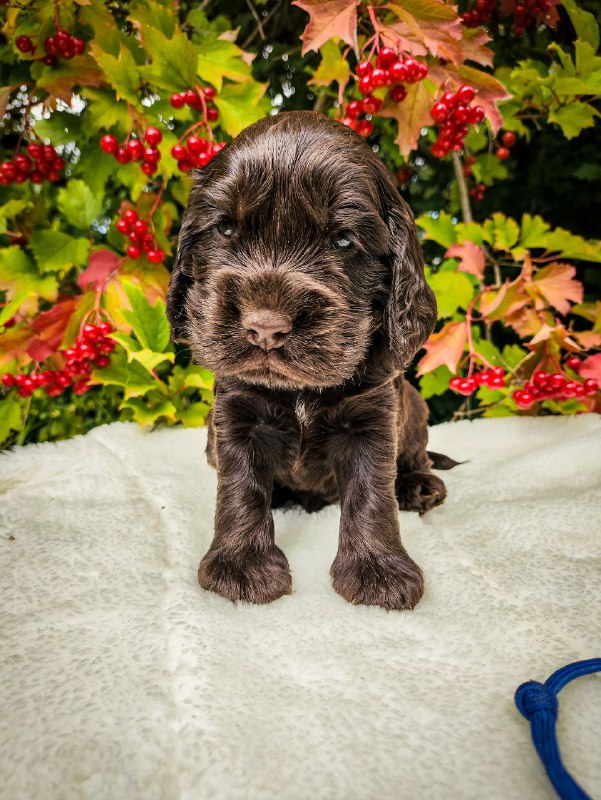 Nixos English Cocker Spaniel