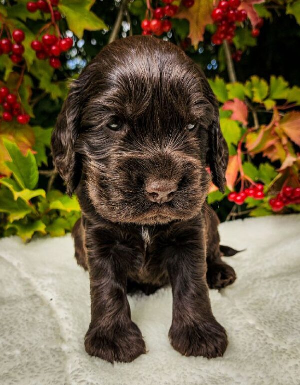 Nixos English Cocker Spaniel