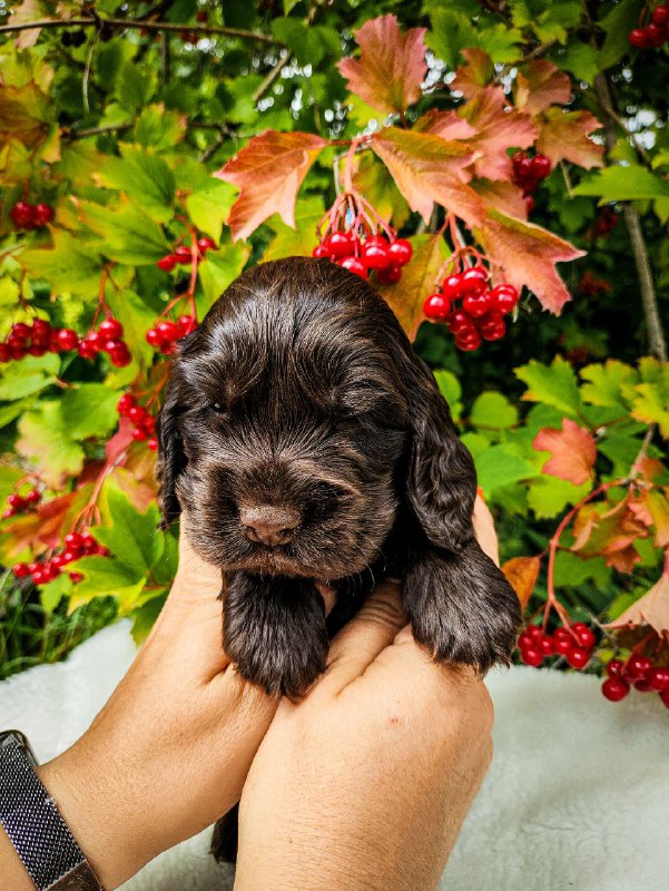 Nixos English Cocker Spaniel