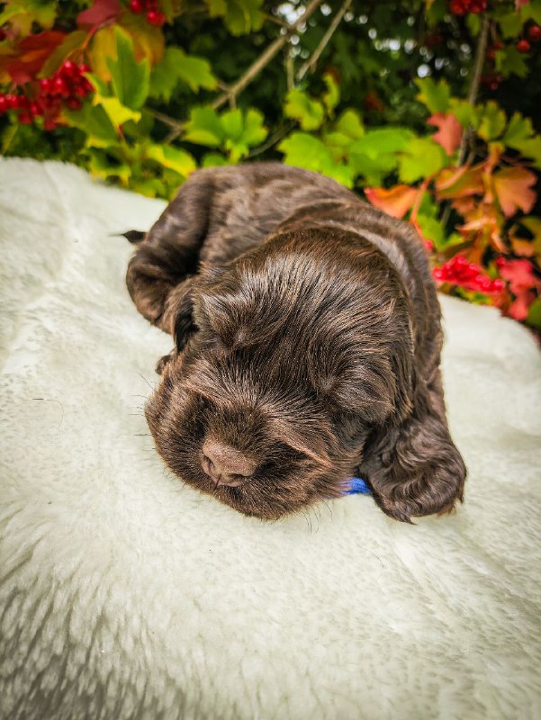 Nixos English Cocker Spaniel
