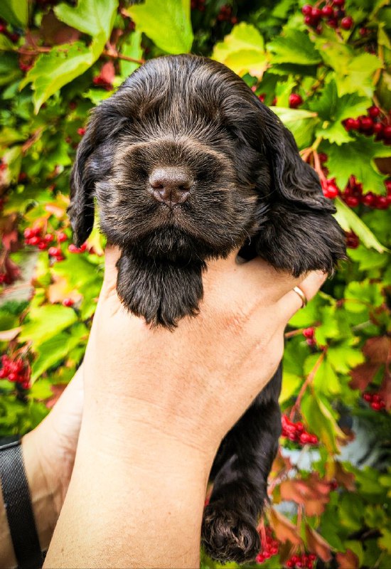 Nixos English Cocker Spaniel