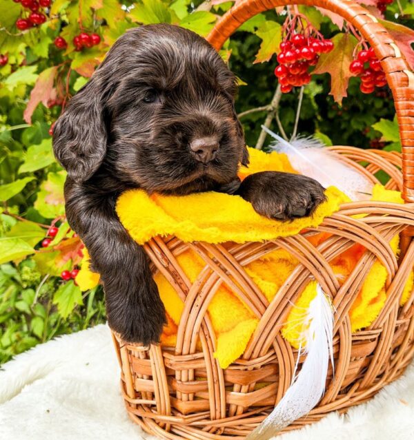 Nixos English Cocker Spaniel