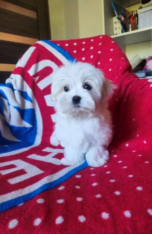 Oscar Maltese