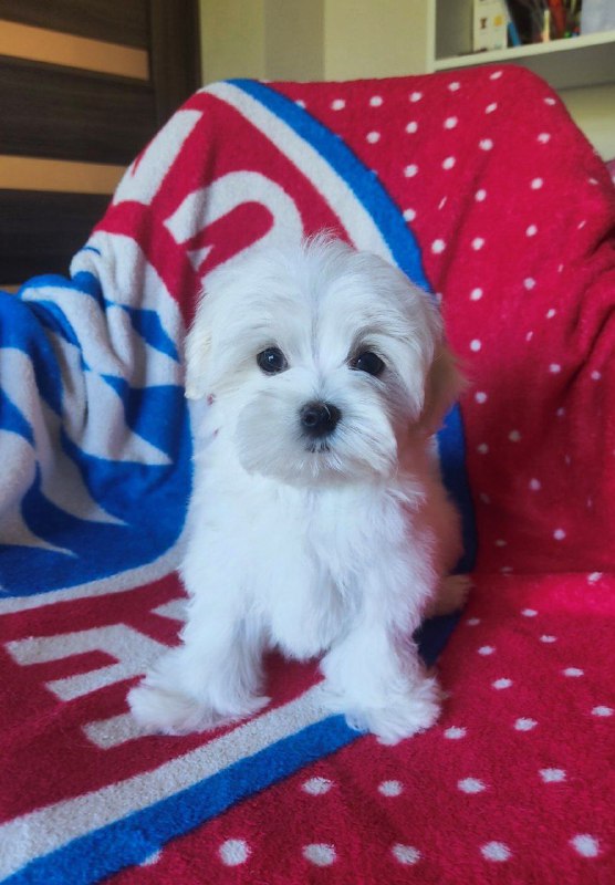 Oscar Maltese