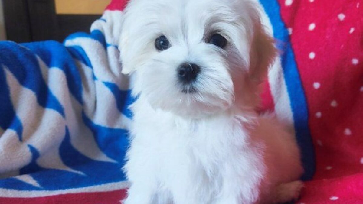 Maltese Puppies For Sale Near Me Sale Near Teacup Maltese Puppies