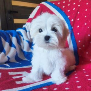Oscar Maltese
