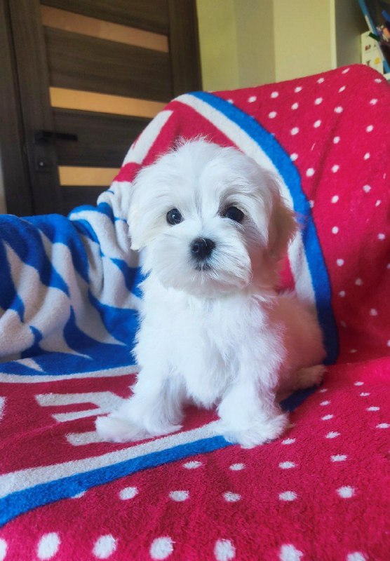 Oscar Maltese