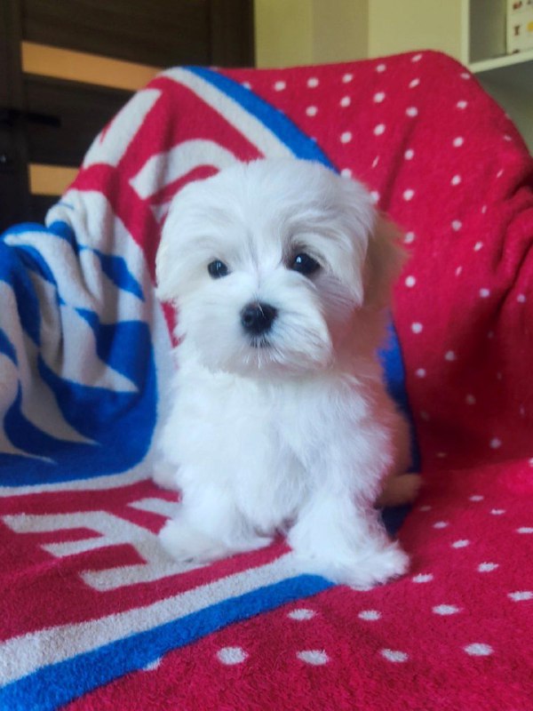 Oscar Maltese