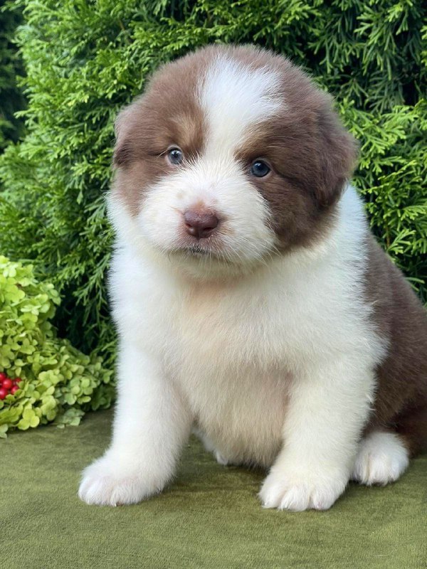 Odessa Australian Shepherd