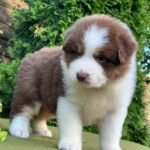 Orion Australian Shepherd