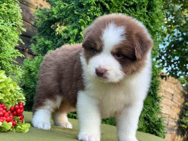 Odessa Australian Shepherd