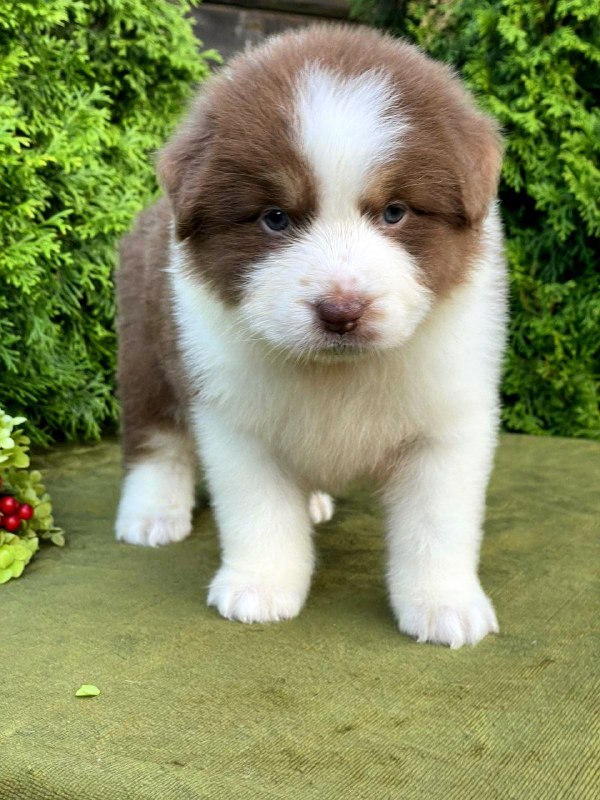 Odessa Australian Shepherd