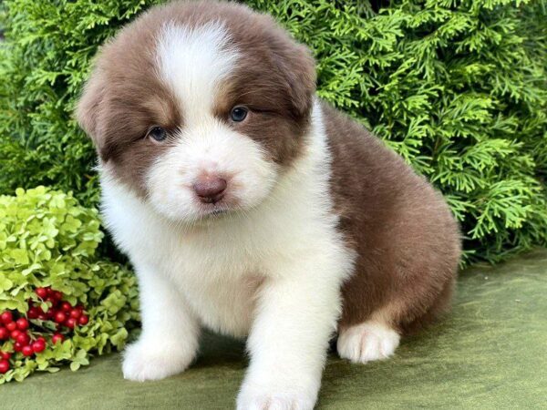Odessa Australian Shepherd