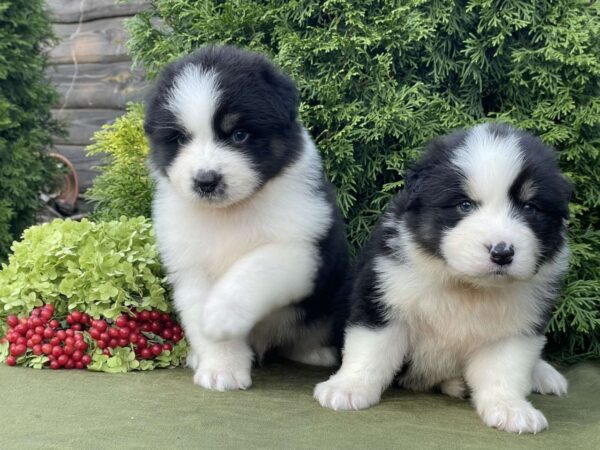Odin and Orion Australian Shepherd