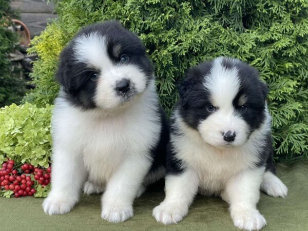 Odin and Orion Australian Shepherd