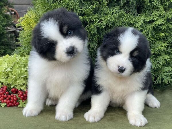 Odin and Orion Australian Shepherd