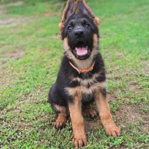 Odor German Shepherd